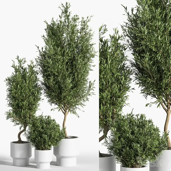 3DSky - Indoor plant Olive Set 04