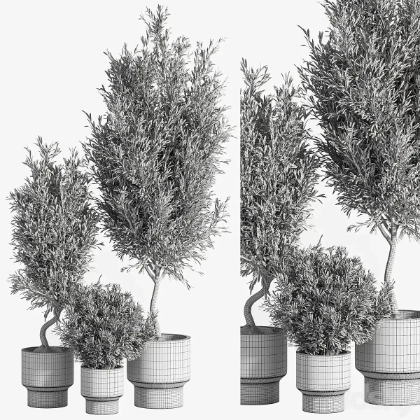 3DSky - Indoor plant Olive Set 04 - Image 2
