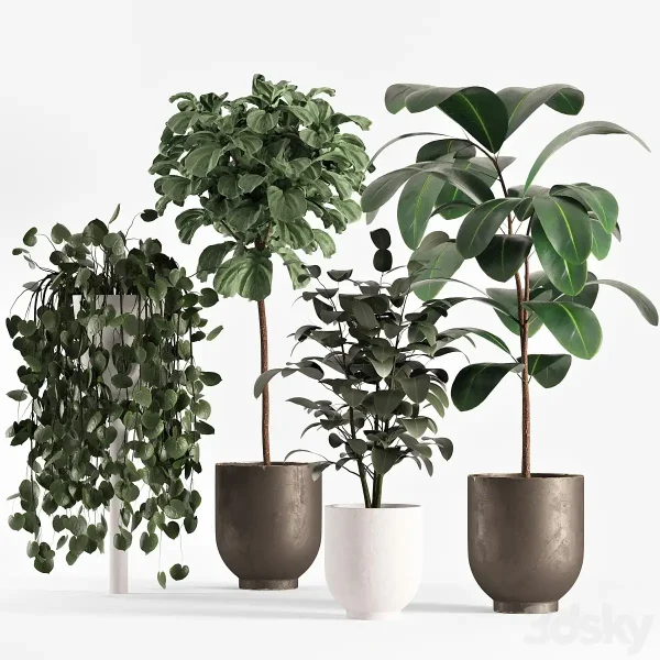 3DSky - Collecton03 Ficus Plants