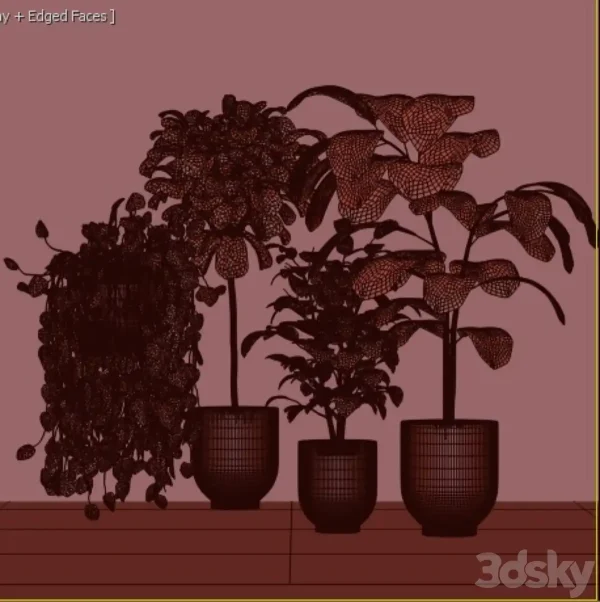 3DSky - Collecton03 Ficus Plants - Image 2