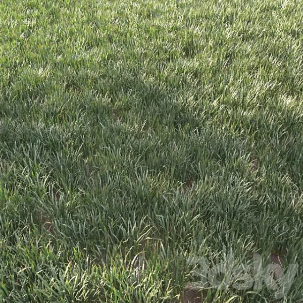 3DSky - Grass for Landscape 11
