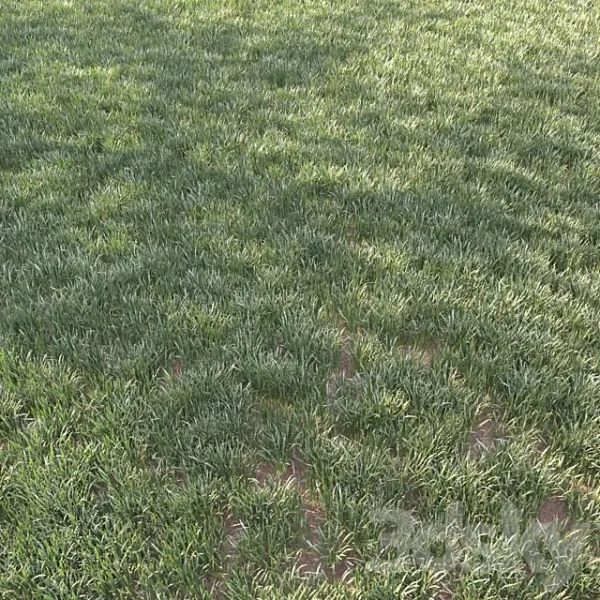3DSky - Grass for Landscape 11 - Image 2