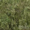 3DSky - Wild Grass Green Grass Set 01