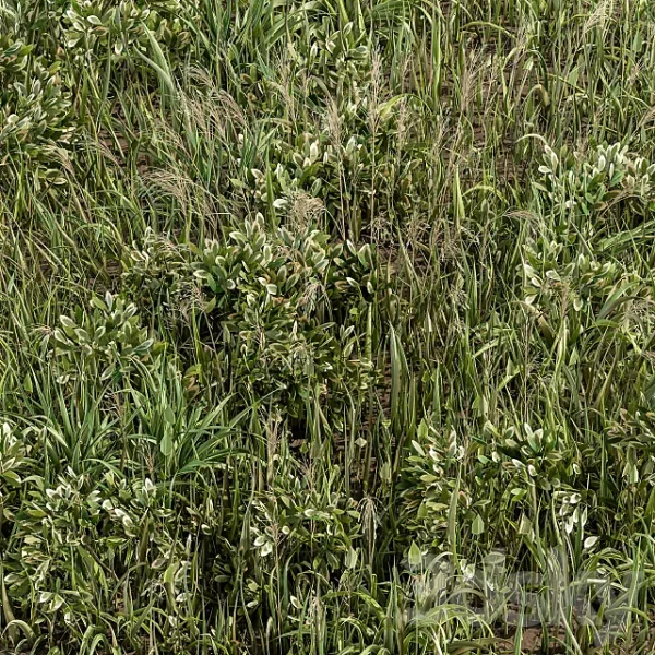 3DSky - Wild Grass Green Grass Set 01