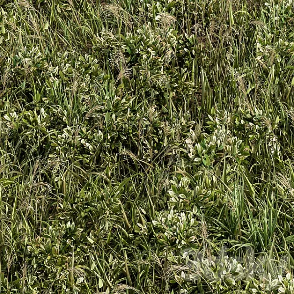 3DSky - Wild Grass Green Grass Set 01 - Image 2