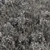 3DSky - Wild Grass Green Grass Set 01 - Image 3
