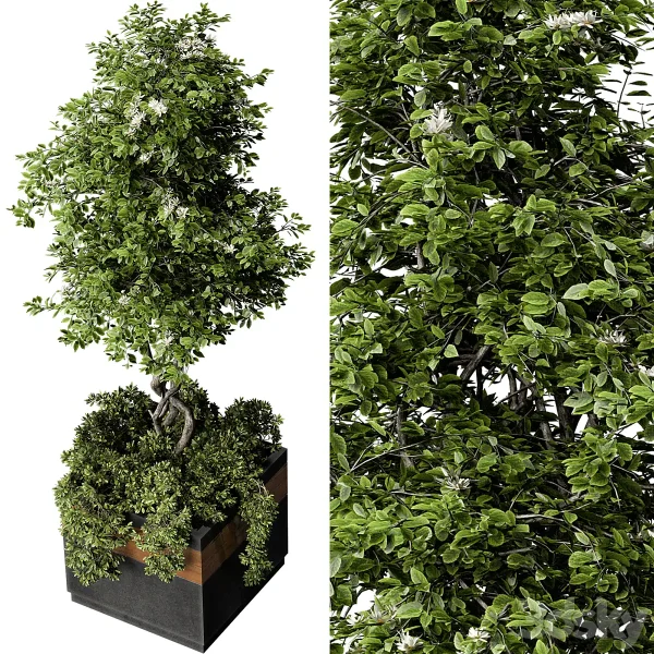 3DSky - Outdoor Plant Set 01 - Image 2
