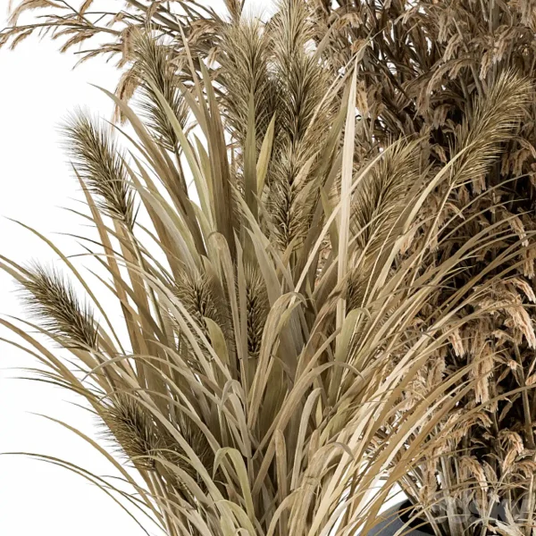 3DSky - Dry Plants 81 Dried Plants Set - Image 4