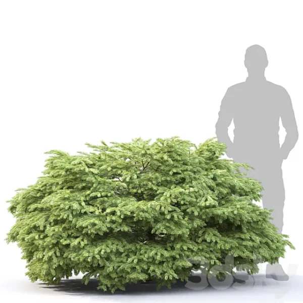 3DSky - Picea - Image 2