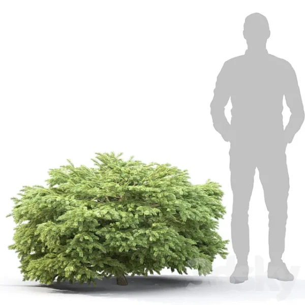 3DSky - Picea - Image 3