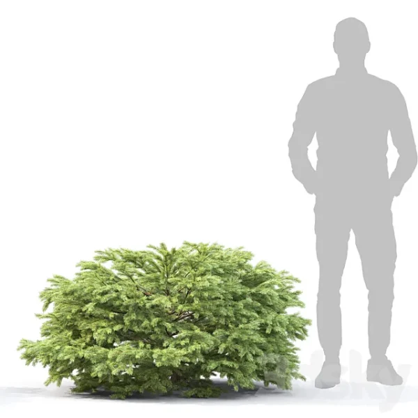 3DSky - Picea - Image 4