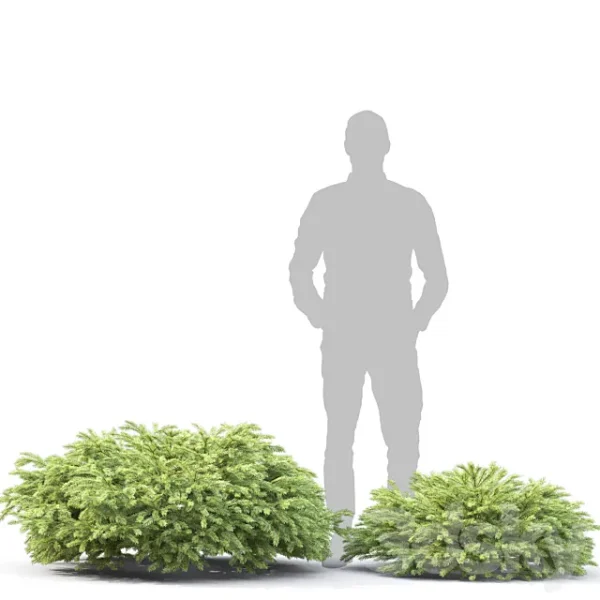 3DSky - Picea - Image 5