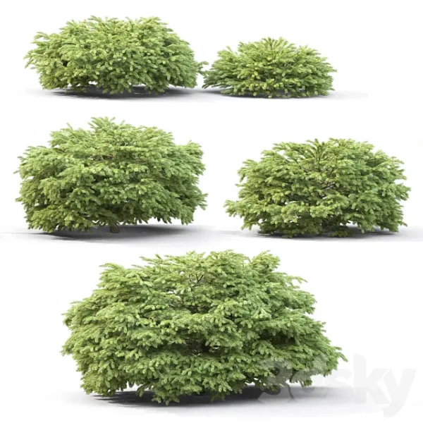 3DSky - Picea - Image 6