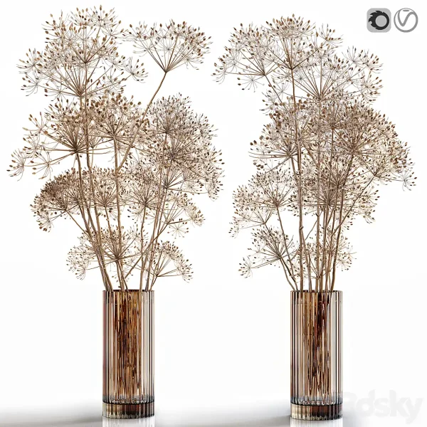 3DSky - Dry Flowers 7 Heracleum