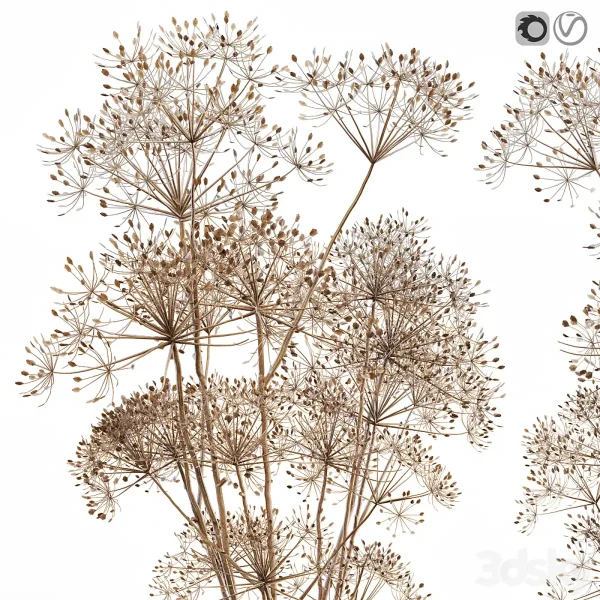 3DSky - Dry Flowers 7 Heracleum - Image 2