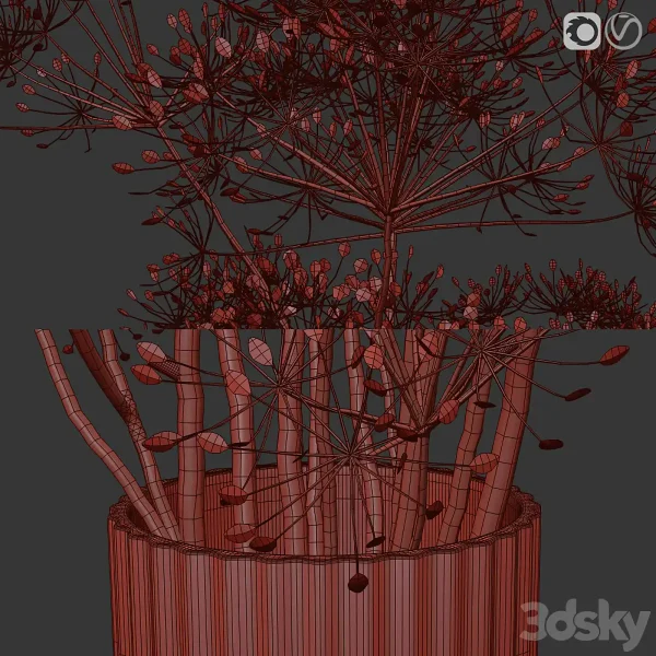 3DSky - Dry Flowers 7 Heracleum - Image 4