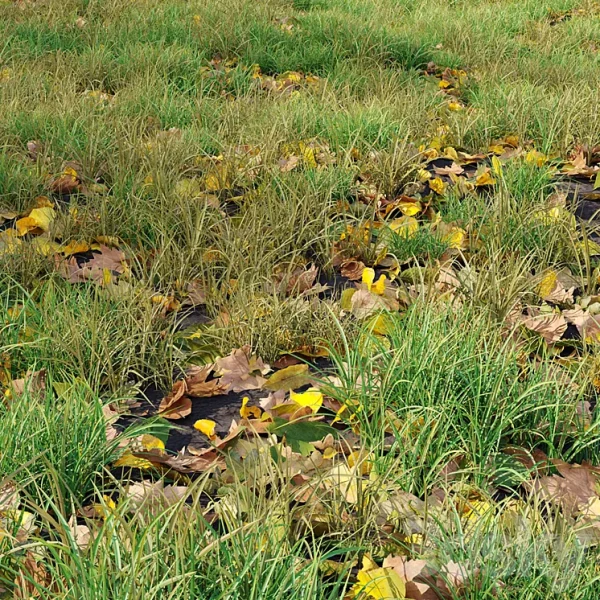 3DSky - Autumn Grass 01 - Image 3