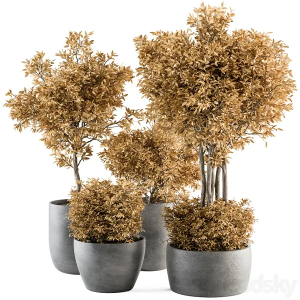 3DSky - Outdoor Plant Set 322 Autumn Plant and Tree Set