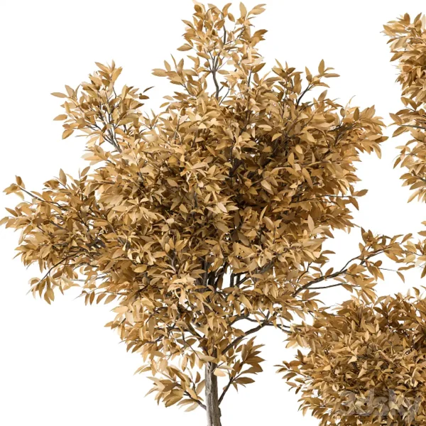 3DSky - Outdoor Plant Set 322 Autumn Plant and Tree Set - Image 2