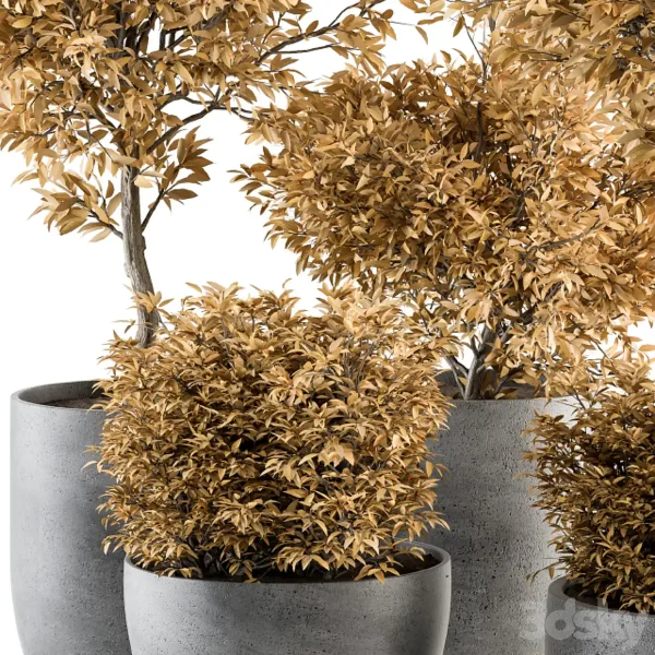 3DSky - Outdoor Plant Set 322 Autumn Plant and Tree Set - Image 3