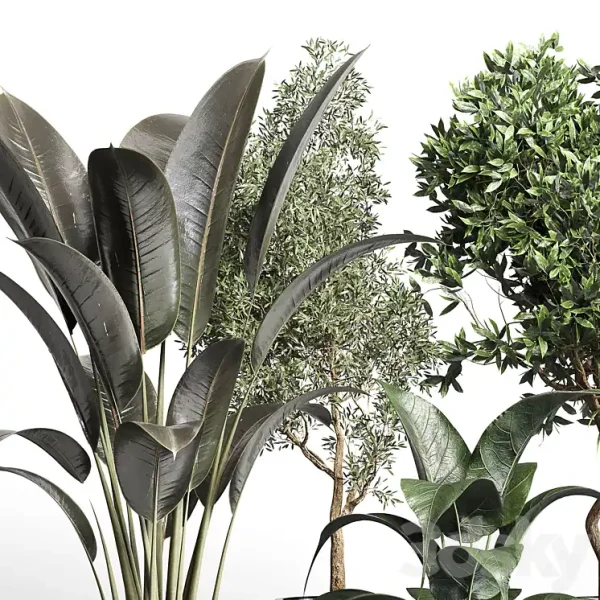3DSky - Collection Indoor Plant 156 - Image 2
