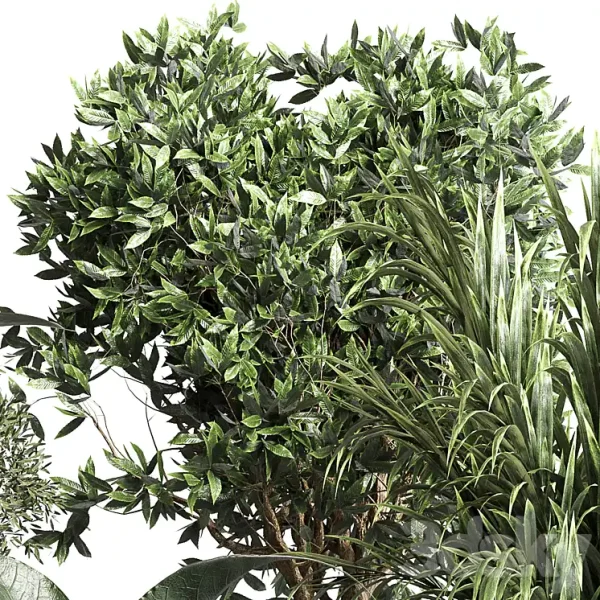 3DSky - Collection Indoor Plant 156 - Image 3