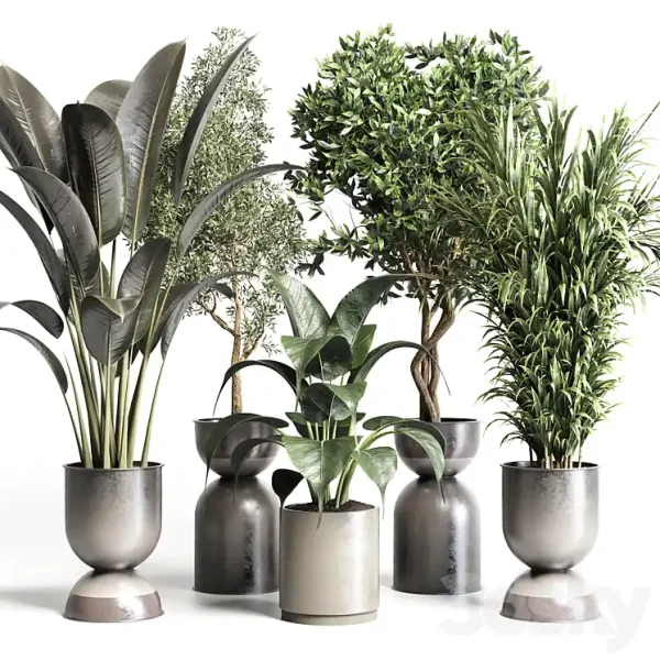 3DSky - Collection Indoor Plant 156