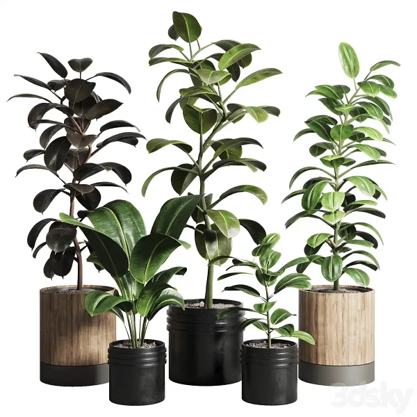 3DSky - Ficus Rubbery plant 165 Dirty Wooden And Plastic Pots