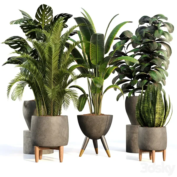 3DSky - bamboo Censoria Indoor Plant Set 01