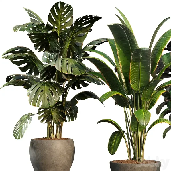 3DSky - bamboo Censoria Indoor Plant Set 01 - Image 2