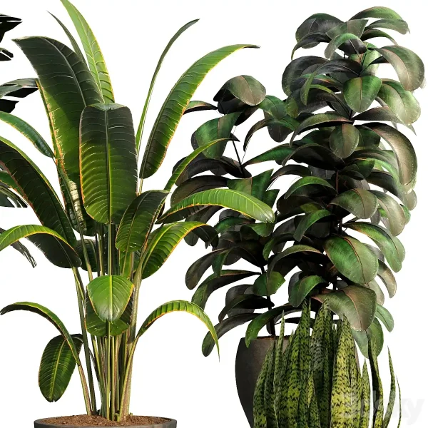 3DSky - bamboo Censoria Indoor Plant Set 01 - Image 3