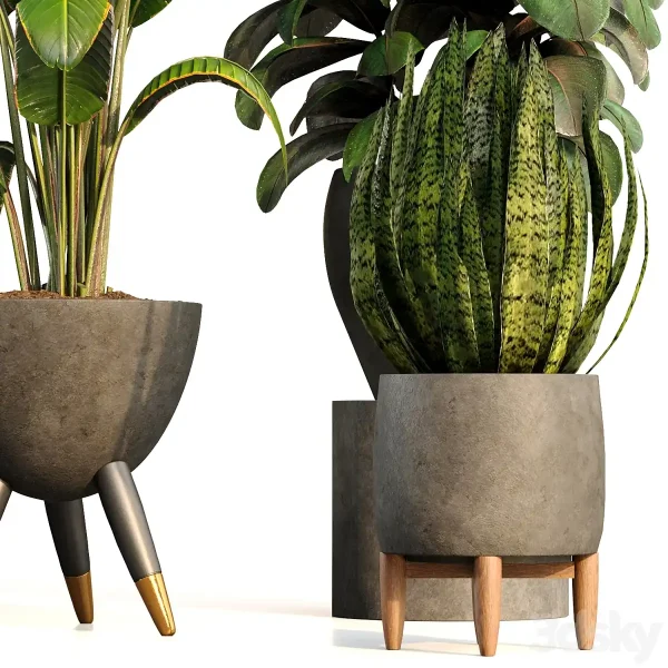 3DSky - bamboo Censoria Indoor Plant Set 01 - Image 4