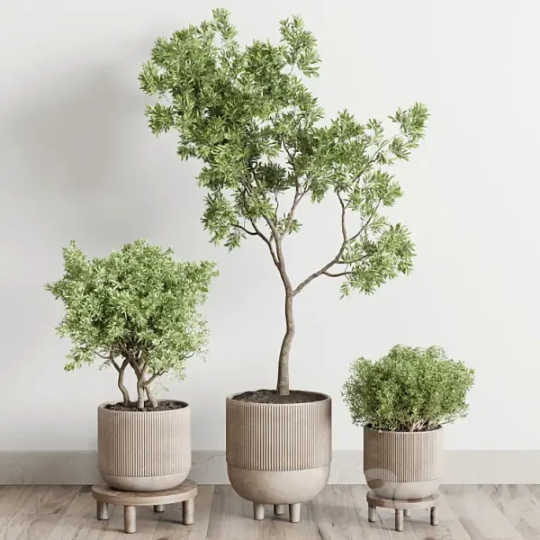 3DSky - Wood Collection Indoor Outdoor Plant 141 - Image 3