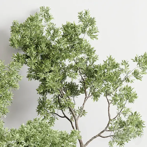 3DSky - Wood Collection Indoor Outdoor Plant 141 - Image 4