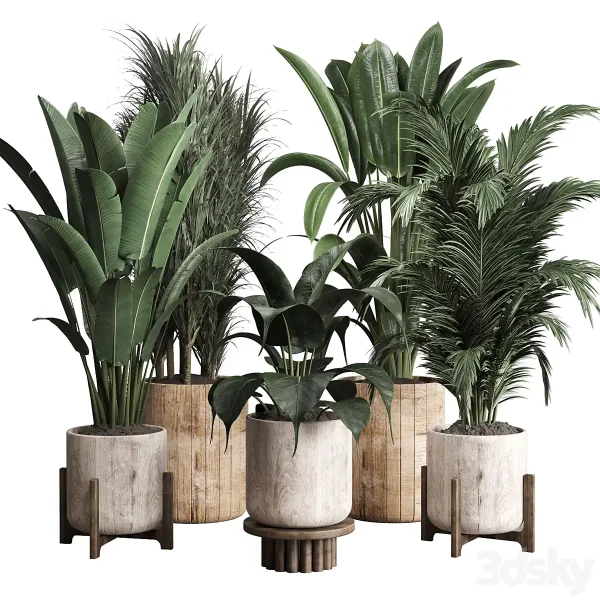 3DSky - Collection Indoor Plant 174 Pot Plant Ficus Rubbery Palm Ravenala Wooden Vase