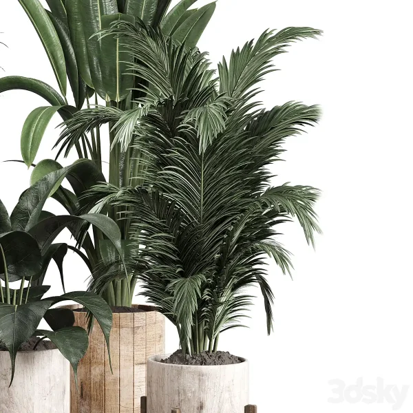 3DSky - Collection Indoor Plant 174 Pot Plant Ficus Rubbery Palm Ravenala Wooden Vase - Image 2