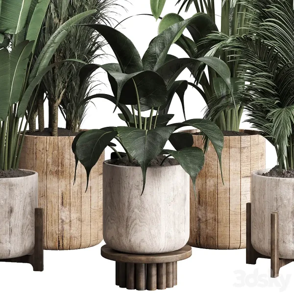 3DSky - Collection Indoor Plant 174 Pot Plant Ficus Rubbery Palm Ravenala Wooden Vase - Image 3