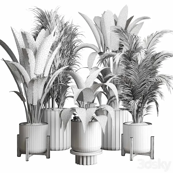 3DSky - Collection Indoor Plant 174 Pot Plant Ficus Rubbery Palm Ravenala Wooden Vase - Image 4