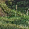 3DSky - Grass on the Slope - Image 2
