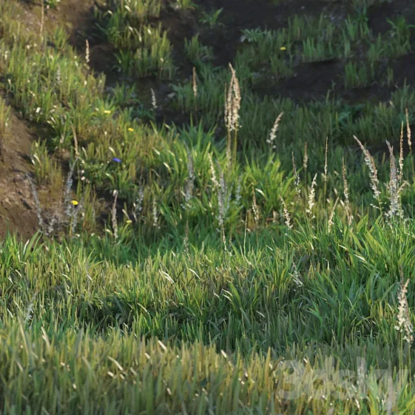 3DSky - Grass on the Slope - Image 2