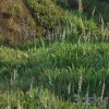 3DSky - Grass on the Slope - Image 4