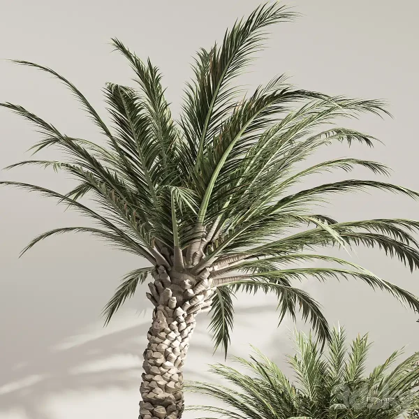 3DSky - Indoor Plant Set 41 - Image 3