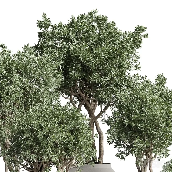 3DSky - Collection Indoor Plant 189 Concrete Dirt Vase Pot Tree - Image 2