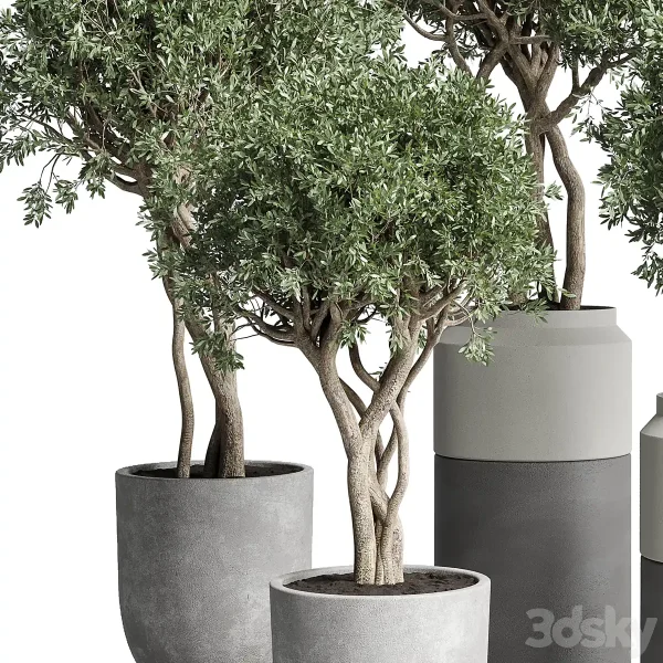 3DSky - Collection Indoor Plant 189 Concrete Dirt Vase Pot Tree - Image 3