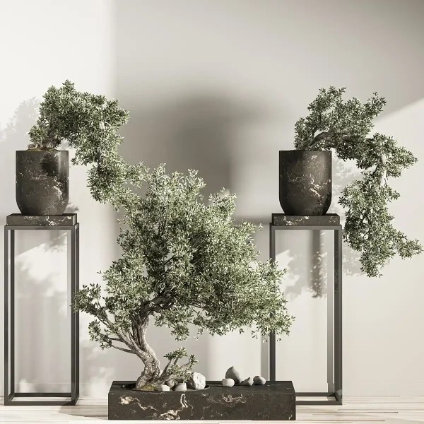3DSky - Bonsai And Indoor Plant Set 43 - Image 2