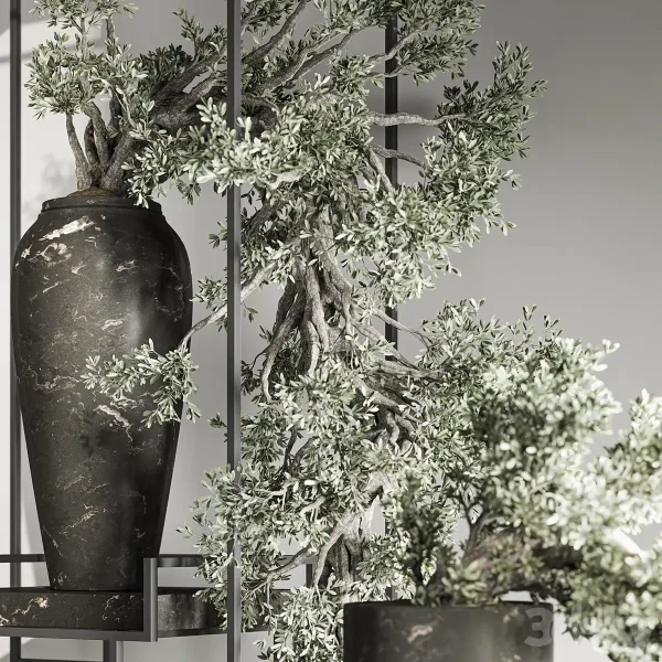 3DSky - Bonsai And Indoor Plant Set 43 - Image 4