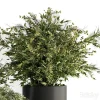 3DSky - Indoor Plant Set 371 - Image 4
