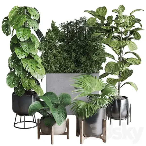3DSky - Collection Indoor Plant 251