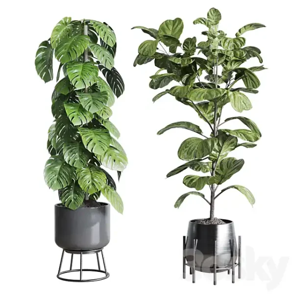 3DSky - Collection Indoor Plant 251 - Image 2