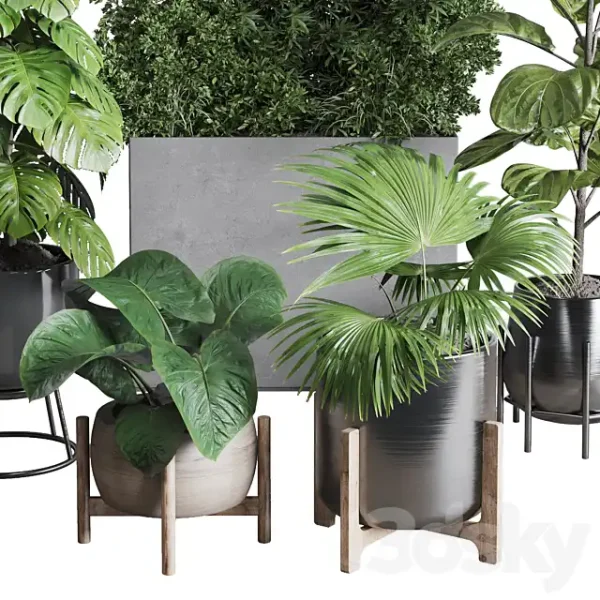 3DSky - Collection Indoor Plant 251 - Image 4